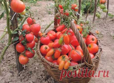 Ствол не выдерживает количества плодов томатов. Посадила три удачных урожайных сорта помидор по... Помидоры с хорошим урожаем делюсь сортами