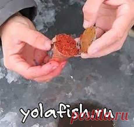 Прикармливание рыбы зимой | Рыбалка в Марий Эл