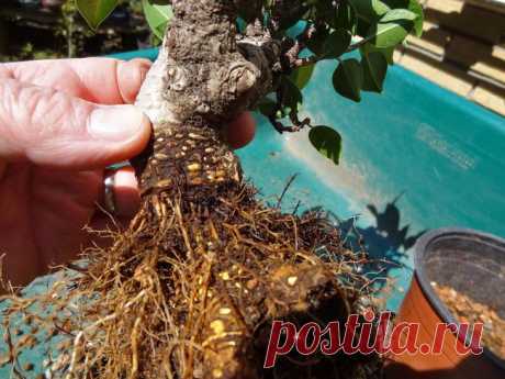 Фикус микрокарпа — дерево-бонсай