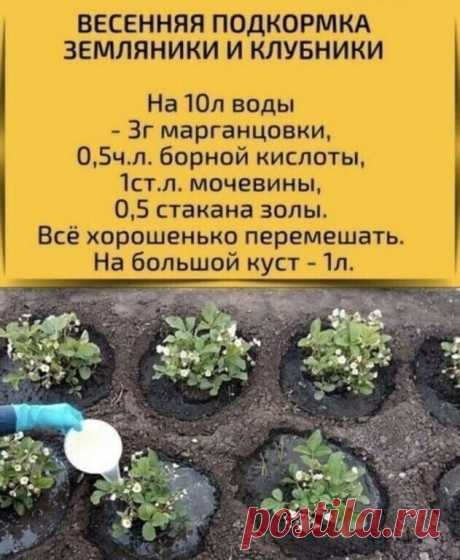 Несколько вариантов подкормки