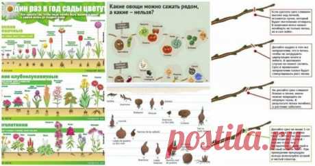 25 важных шпаргалок для садоводов-огородников / Домоседы