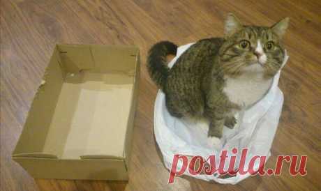 Почему коты так любят коробки? Ученые все выяснили: ↪ Самый сложный выбор в жизни 😂