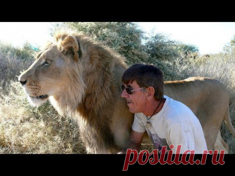 11-летняя дружба между львом и человеком, который его спас | Позитив в картинках и не только