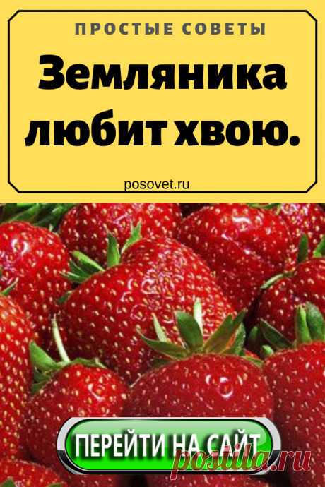 С наступлением весны, когда минуют возвратные холода, убирайте с грядки старый лист, разрыхлите землю с удобрениями и, после того как начнут «прорастать» новые...