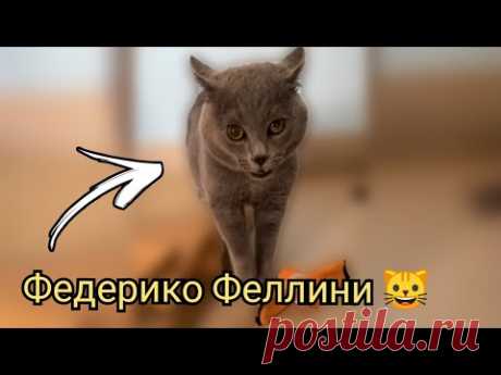 Коты поют "Федерико Феллини" 🐱😻🐱