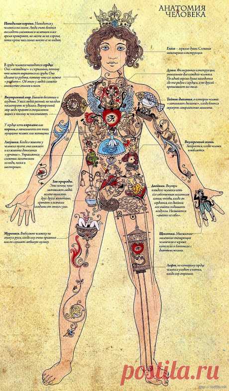 Картинка внутреннего мира. Оригинальная анатомия человека. Познавательно и оригинально. - 18 Августа 2012 - Блог НАТАЛИИ - 0MAR TA SATT