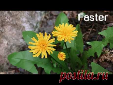 ABC TV | How To Make Dandelion Paper Flower | Flower Die Cuts (Faster) - Craft Tutorial