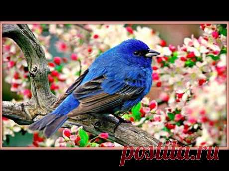 ❀ Sound Therapy ~ Morning Birds ~ - YouTube