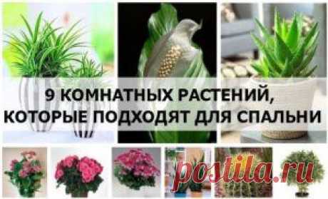 9 КОМНАТНЫХ РАСТЕНИЙ, КОТОРЫЕ ПОДХОДЯТ ДЛЯ СПАЛЬНИ