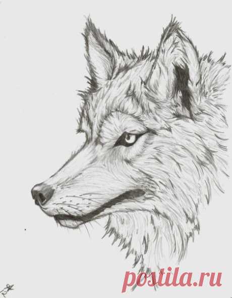 Волк рисунок (27 фото) » Рисунки для срисовки и не только
