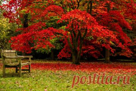 500px / Autumn Photography 2013 - picture2 by Anil Joshi