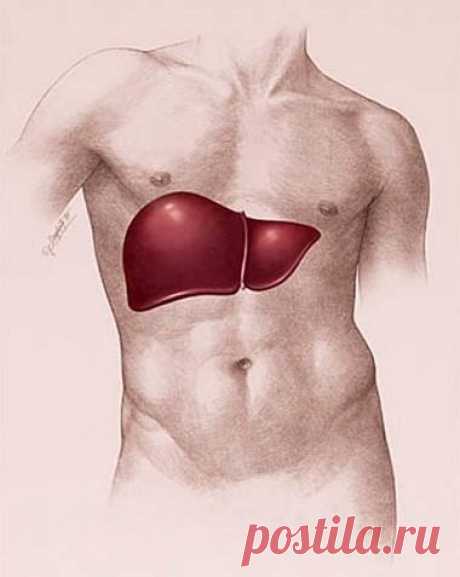 ПРОБЛЕМЫ ПЕЧЕНИ, ДИАФРАГМА И ПЛЕЧЕ-ЛОПАТОЧНЫЙ ПЕРИАРТРИТ.