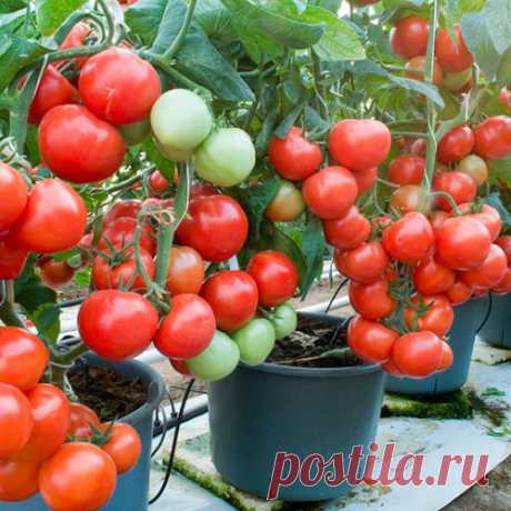 Как продлить жизнь кусту помидора и увеличить урожай