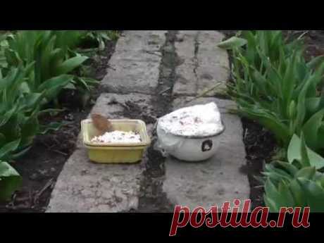 Используем яичную скорлупу как удобрение на огороде