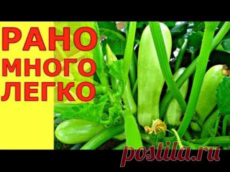 БОЛЬШОЙ и РАННИЙ урожай кабачков от семян до октября - YouTube