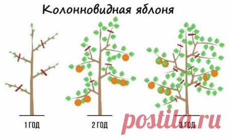 Обрезка плодовых деревьев весной – советы для начинающих и не только | Уход за садом (Огород.ru)