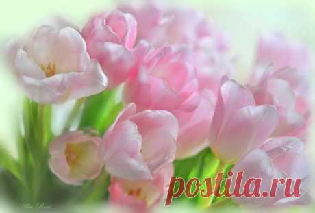 Восхитительные фото цветов Аллы - Rose