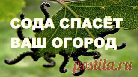 9 СПОСОБОВ ИСПОЛЬЗОВАНИЯ ПИЩЕВОЙ СОДЫ В САДУ и в ОГОРОДЕ