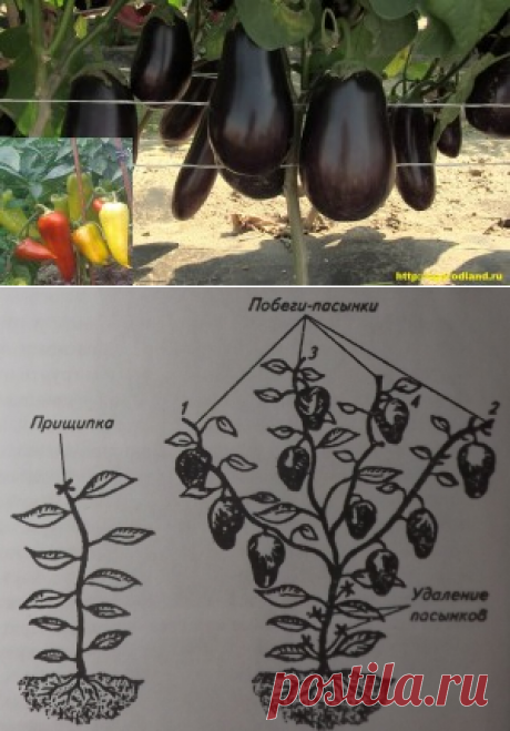 Выращивание перца и баклажанов | Сад и Огород