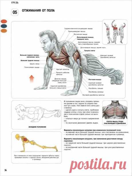 ОТЖИМАНИЯ ОТ ПОЛА. ПОЛЬЗА.

Отжимания от пола полезны не только для развития мышц, но и для поднятия общего состояния здоровья человека. Они положительно воздействуют на кости и суставы организма, а так же укрепляют сердце и сосуды.
Отжимания от пола — базовое физическое упражнение, развивающее большую грудную мышцу и трицепс. Также при выполнении упражнения задействованы передние дельтовидные мышцы, локтевая мышца и плечевой пояс в целом.

Как правильно отжиматься?

Польза от ...