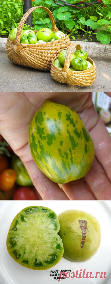 Зеленые томаты против аллергии
