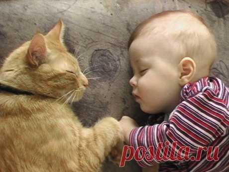 Фото, доказывающие, что каждому ребенку нужен кот » BigPicture.ru