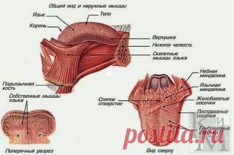 Избавляемся от храпа