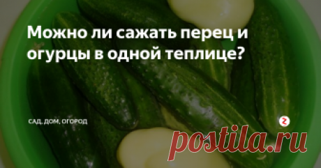 Можно ли сажать перец и огурцы в одной теплице? Если одни культуры вполне себе прекрасно уживаются рядом, то другие растения на дух не переносят соседство друг с другом. Если говорить о перце и огурцах, то эти растения вполне могут дружно соседствовать в одной теплице при соблюдении определенных правил. Каких именно, сейчас я и расскажу.
Огурцы очень болезненно реагируют как на недостаток влаги в почве, так и на слишком сухой воздух, а все из-з