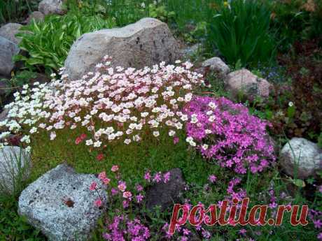 Многолетний садовый цветок Камнеломка (Saxifraga). Небольшое неприхотливое многолетнее, реже однолетнее, растение высотой от 5 до 70 см. Листья прикорневые, собраны в розетку, пятираздельные. Цветки мелкие, белые, розовые, красные, на верхушке стебля собраны в соцветие-метелку. Цветет в мае - июне.

Основные виды.
Наиболее распространены в культуре: к.супротивнолистная (S.oppositifolia) - розетка высотой 4 см, цветонос - до 15 см; листья густые темно-зеленые; цветки одиночные, розово-красные.