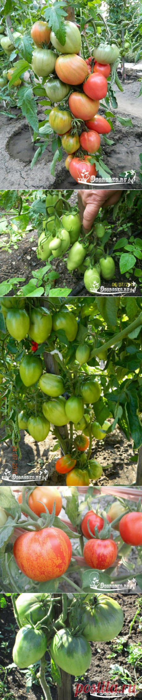 Рекомендации по выращиванию томатов в открытом грунте