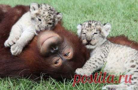 Самка орангутана стала мамой для маленьких гепардов | Уши, лапы, хвост