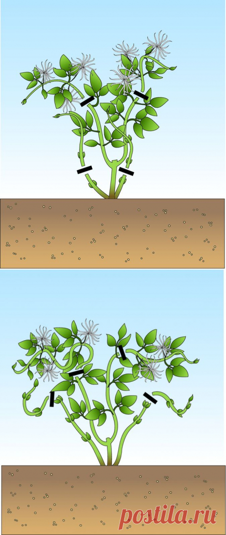 Как обрезать клематисы.