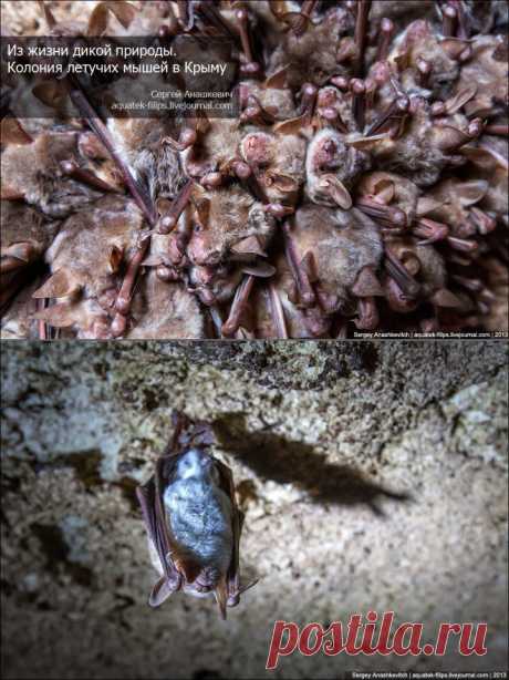 Из жизни дикой природы. Колония летучих мышей в Крыму | НАУКА И ЖИЗНЬ