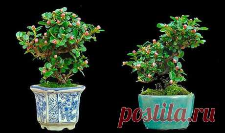 Cotoneaster suesicus (dammeri) 'Coral Beauty' - Кизильник Корал Бьюти - Растения во Владивостоке