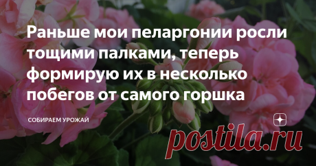 Раньше мои пеларгонии росли тощими палками, теперь формирую их в несколько побегов от самого горшка