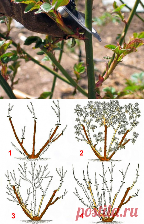 Розы: надо ли обрезать их на зиму и как это сделать? | Любимая Дача | Яндекс Дзен