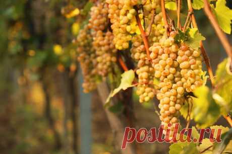 Проводим осеннюю обработку винограда от болезней и вредителей | Огородные шпаргалки | Дзен