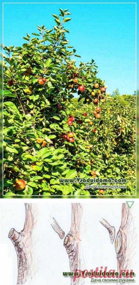 Уход за плодовыми деревьями в саду в июне | Сайт о саде, даче и комнатных растениях.