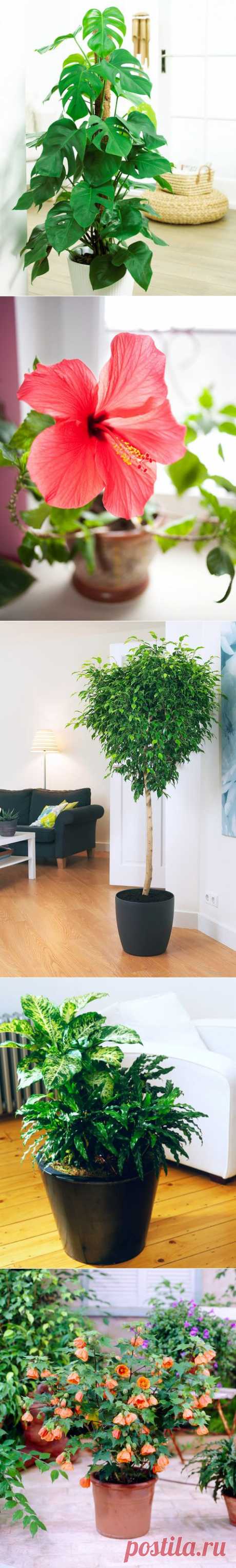 Цветы на пол: 10 лучших комнатных деревьев | статьи рубрики “Дом” | Леди Mail.Ru