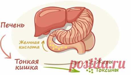 КАК ВЫВЕСТИ ИЗ ОРГАНИЗМА ВСЕ НЕНУЖНОЕ И ЯДОВИТОЕ ?
1. Яблоко и корица.
Тонко нарежьте одно яблока и залейте 500 мл чистой воды, добавьте 1 ч. ложку молотой корицы, охладите и выпейте в течение дня. Сочетание яблок и молотой корицы поможет вам нормализовать обмен веществ и очистить пищеварительный тракт.
2. Лимонный сок и мед.
2 ст. ложки свежевыжатого лимонного сока смешайте с 200 мл теплой воды, добавьте 1 ч. ложку натурального меда, щепотку молотого имбиря. Принимать натощак, за полчаса до зав