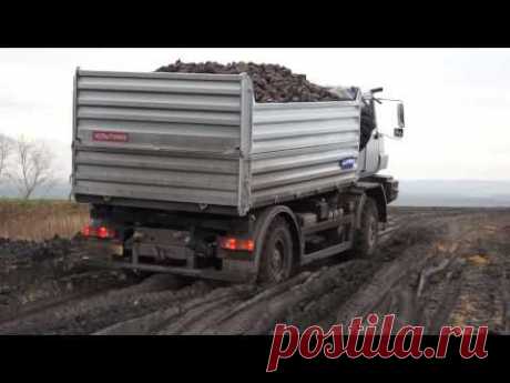 Industrie Russland / Sugarbeet Harvest - UralAZ 4x4 (Farmer)