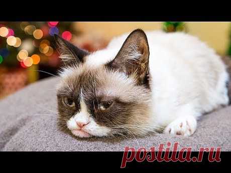 Grumpy Cat Stars in &amp;quot;Hard To Be a Cat at Christmas&amp;quot; Music Video - YouTube