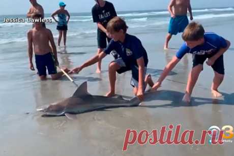 12-летний ребенок поймал на удочку акулу и попал на видео. 12-летний мальчик из США поймал на удочку акулу. Его улов сняла на видео женщина, которая в этот момент гуляла по пляжу с дочерью. Рыбак рассказал, что почувствовал натяжение лески и понял, что поймал что-то тяжелое. Свой улов он сначала принял за полосатого окуня. Выловив акулу, он отпустил ее обратно в океан.