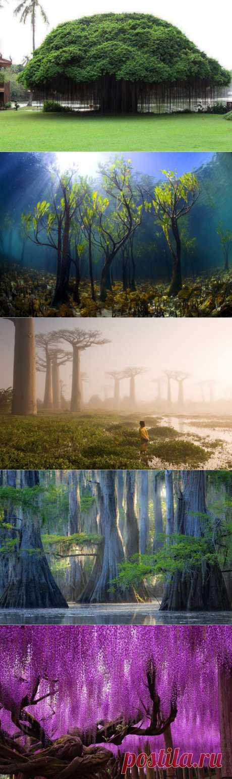 10 деревьев, которые словно с другой планеты