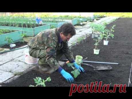 Выращивание арбузов в Средней Полосе. Посадка арбузов 2016 год. - YouTube