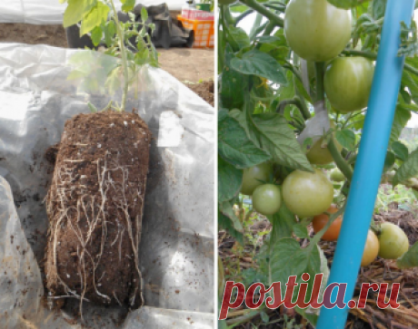 Выращивание рассады помидоров в пеленках: посадка и уход, пикировка томатов + видео