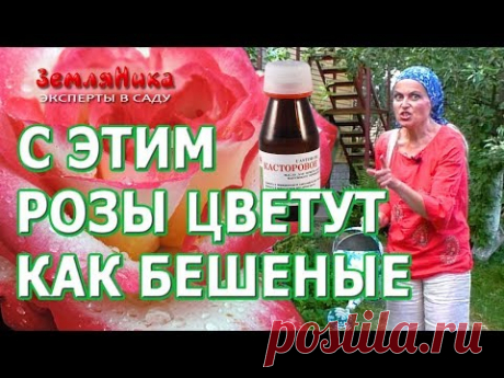 Розы будут цвести всё лето если подкормить их супер средством. Касторовое масло для роз.