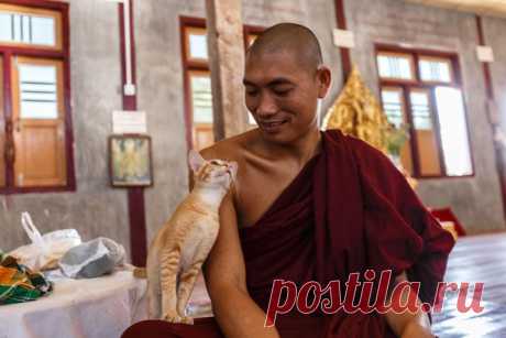 В свободное время монахи в Мьянме занимаются дрессировкой и воспитанием кошек. Автор фото – Анна Филиппова: nat-geo.ru/photo/user/300661/
