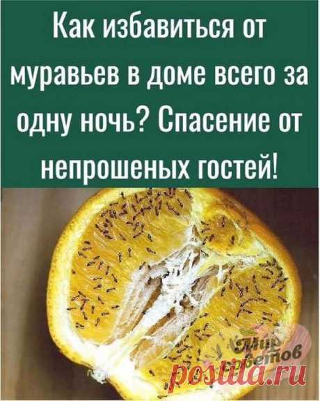 Как только на улице становится теплее, мы тут же замечаем ряды муравьев, марширующих по кухонной столешнице или по полу. И, конечно, с ужасом представляем, как они заполняют весь дом. Простым решением для борьбы с муравьями может служить Borax (бура) — 100% натуральный продукт, который входит в состав многих анти-муравьиных средств. Вы можете найти его в большинстве супермаркетов.
⠀
Мы поделимся с вами простым рецептом, который вы можете смело использовать для борьбы с мур...