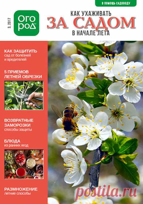 Все об уходе за садом в начале лета - читайте в электронном журнале от редакции Огород.ru! Скачивайте бесплатно на сайте!
